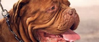 3 причины, почему у собаки текут слюни изо рта, симптомы и лечение
