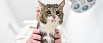 580 операция по удалению матки у кошки