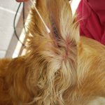 6 причин, почему у собаки красное ухо, чешется и внутри хлюпает: чем лечить