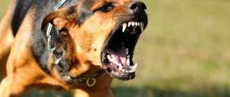 6 распространенных причин нападения собак на людей и как избежать атаки