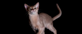 Абиссинские кошки окраса фавн и их особенности
