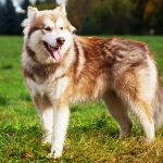 Alaskan Malamute - dog breed