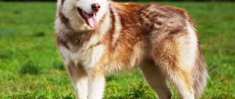 Аляскинский маламут - порода собак