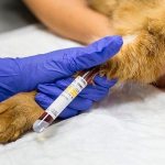 Анализ крови у кошек: норма, расшифровка общего и биохимического анализа