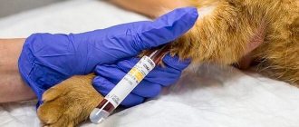 Анализ крови у кошек: норма, расшифровка общего и биохимического анализа