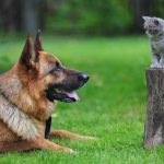 Анализ мочи у кошек и собак