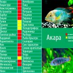 Ankara, compatibility with other fish
