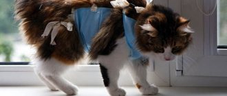 Антибиотики назначают кошкам при терапии обширных ран