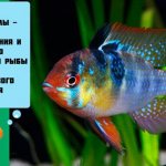 Apistogramma ramirezi (chromis butterfly): keeping an aquarium fish, breeding, types of cichlids (veil, gold, golden), compatibility, fry, photo, care, diseases, life expectancy, water parameters, soil, lighting, plants, aquarium, feeding, sexual signs, spawning, pair formation, price, reviews, reproduction, habitat arrangement, comparative table of species
