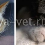атопический дерматит у кошек лечение