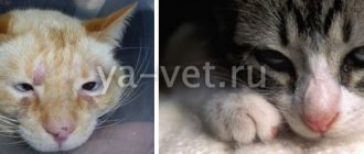 атопический дерматит у кошек лечение