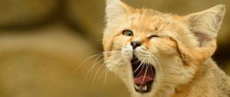 Барханный кот: особенности жизни в природе и домашних условиях