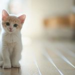 White and red kitten