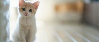 Бело-рыжий котёнок