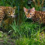 Bengal cat and Leopard