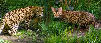 Bengal cat and Leopard