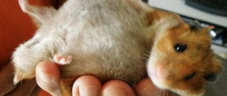 Pregnant hamster