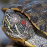 eye diseases of red-eared turtles