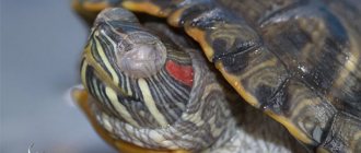 болезни глаз красноухих черепах
