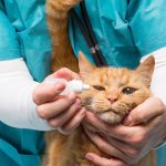 Eye diseases in cats