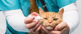 Eye diseases in cats
