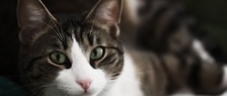 Kidney disease in cats: symptoms and treatment