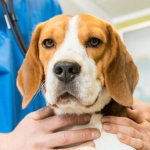 Kidney disease in dogs