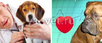 болезни сердца у собак