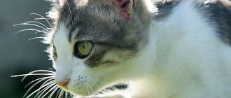 болезни уха у кошек