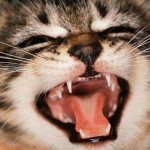 Dental diseases in cats