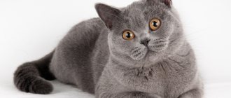 Британская короткошёрстная кошка или британка