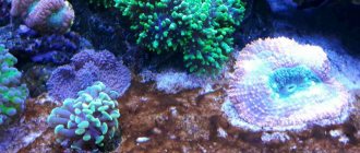 бурые водоросли в аквариуме как бороться