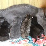 The frequency of feeding depends on the number of kittens