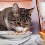 what natural products can you feed a cat with?