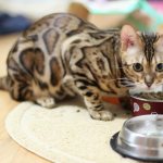 Чем кормить бенгальского котенка