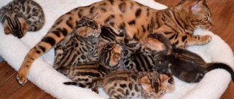 what to feed a 3 month old bengal kitten