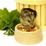 What to feed a Djungarian hamster at home, what Djungarian hamsters eat, nutrition table (list: do’s and don’ts)