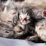 What to feed a nursing cat, read the article