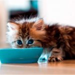 Чем кормить котенка в 2 месяца