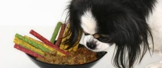 What to feed your Pekingese