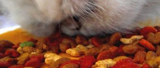 Чем кормить персидскую кошку читайте статью