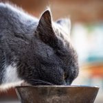 What to feed a sterilized cat