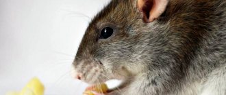 What to feed domestic rats: how to choose food, what fruits and vegetables to give, protein foods and a list of prohibited foods
