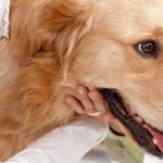 how to treat allergic otitis in a dog