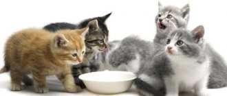 what can you feed a kitten 1-5 months old?
