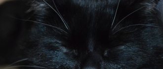 Черная кошка в доме: какие существуют приметы