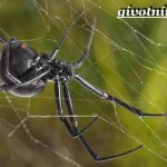 Черная-вдова-паук-Образ-жизни-и-среда-обитания-черной-вдовы-2