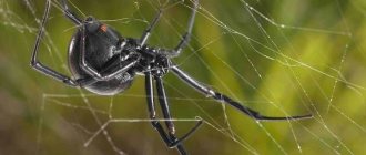 Черная-вдова-паук-Образ-жизни-и-среда-обитания-черной-вдовы-2