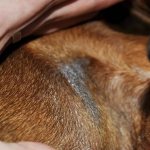 Acanthosis nigricans in a dog