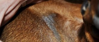 Acanthosis nigricans in a dog